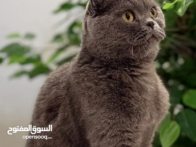 للبيع سكوتش فولد