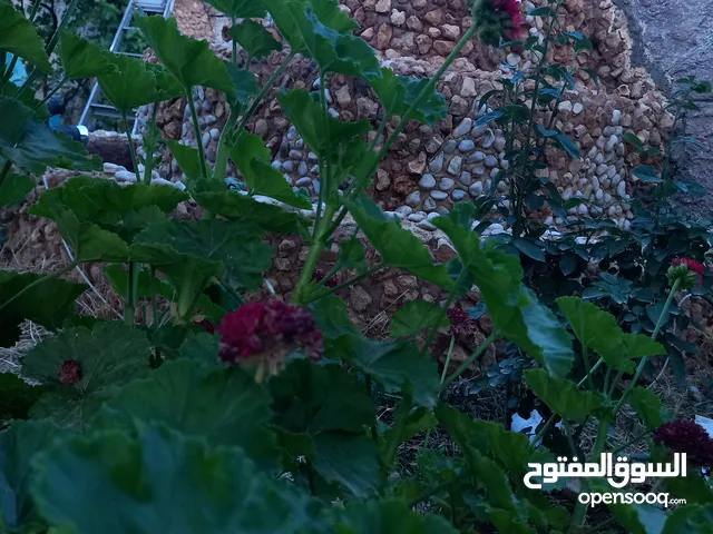 مزرعة وفلة للبيع بموقع ممتاز