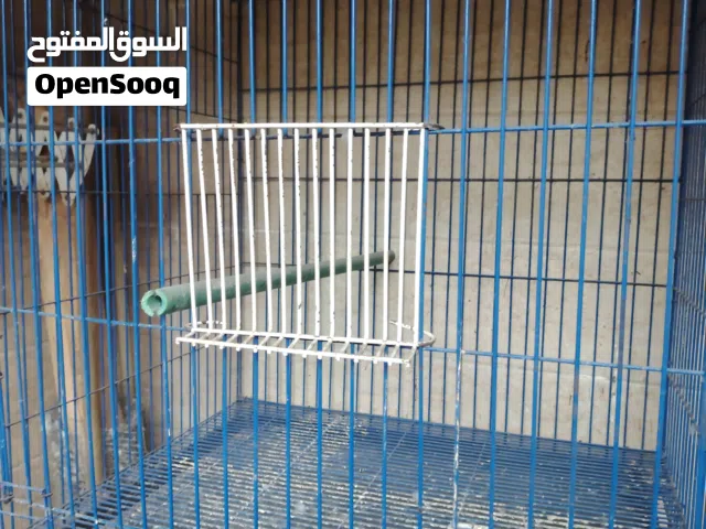 قفص بغبغانات