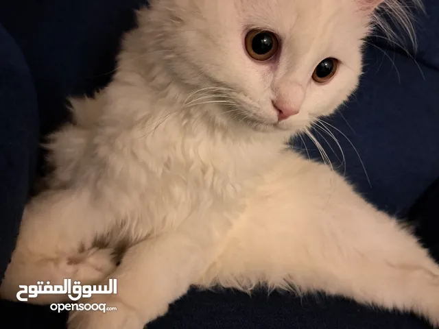 قط شيرازي Male pet Persian cat  ذكر