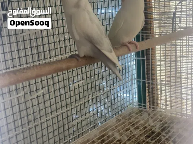 ازواج روز منتجه جوف الوصف