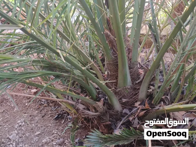 نخل برحي (حط سعرك وتعال شيل)