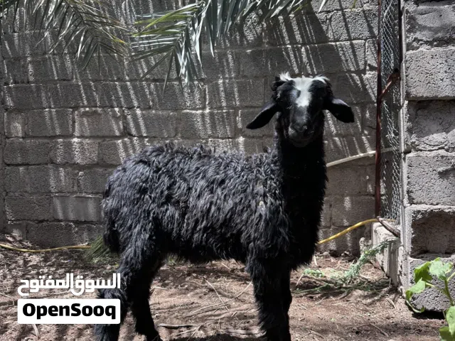 كبش عماني للبيع