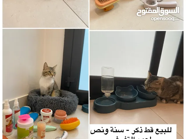 قط ذكر للبيع