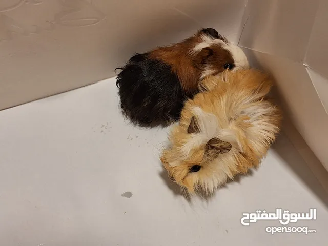 هامستر للبيع