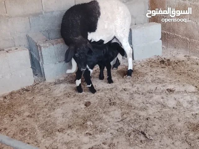 السلام عليكم ورحمه الله وبركاته  نعجه الله يبارك سنها جمعه تحتها حوالي الله يبارك عمره 5 ايام