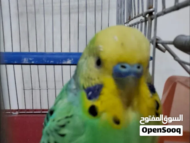 السلام عليكم بقلينو ربي يبرك 95د.