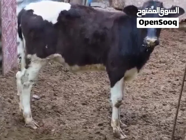 بجاير  حلوات وسمان  مليونين وربع اثنينهن