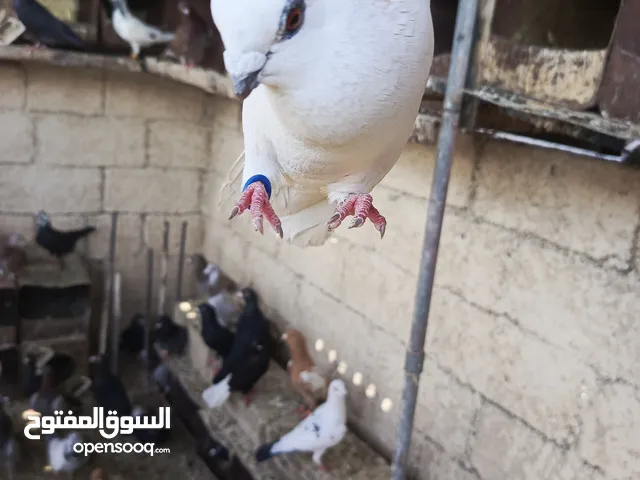 موجود خم حمام كامل للبيع بلدي و غيرو من أنواع اقر ا الوصف