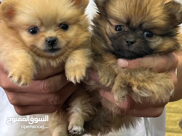 جراء بومارينين سوبر سوبر. ميني وزن 380 غرام