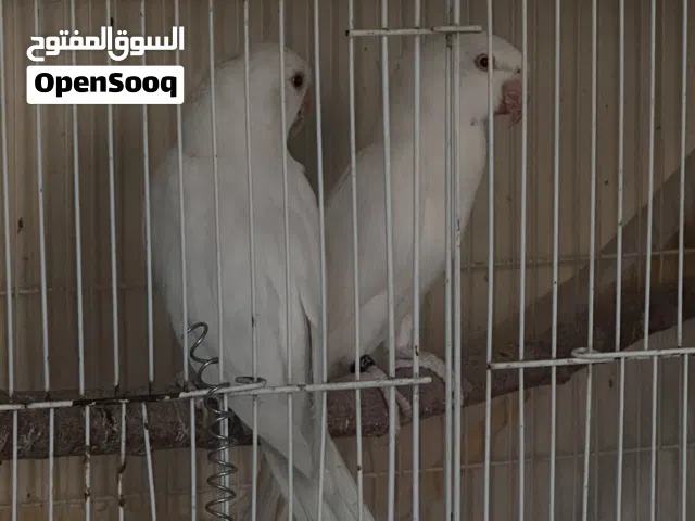 بغبغاء الدره البينو اناث منتجات مفحوصات