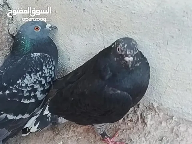 جوز حمام بلدي بلدي
