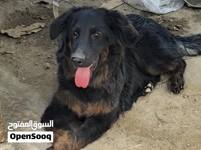 للبيع كلب ذكر من نوع German - Labrador Mix Shepherd - Golden