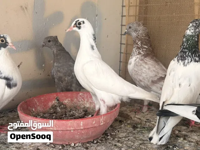 للبيع فروخ كويتي لووت مستوى جميل وساس توب