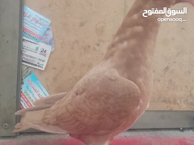 اول اشي نبدا بصلاة ع النبي اللهم صل على سيدنا محمد