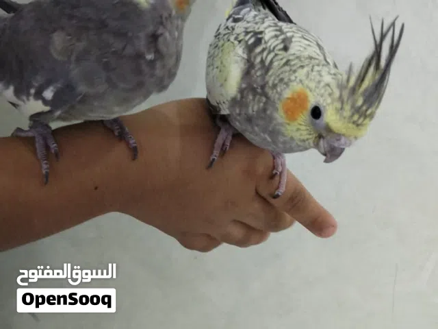 كوكتيل عدد 5