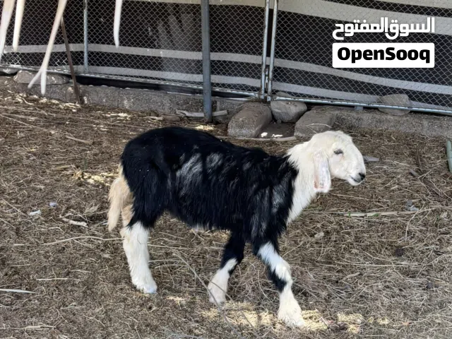حملة نجدية ما شاء الله 85ریال
