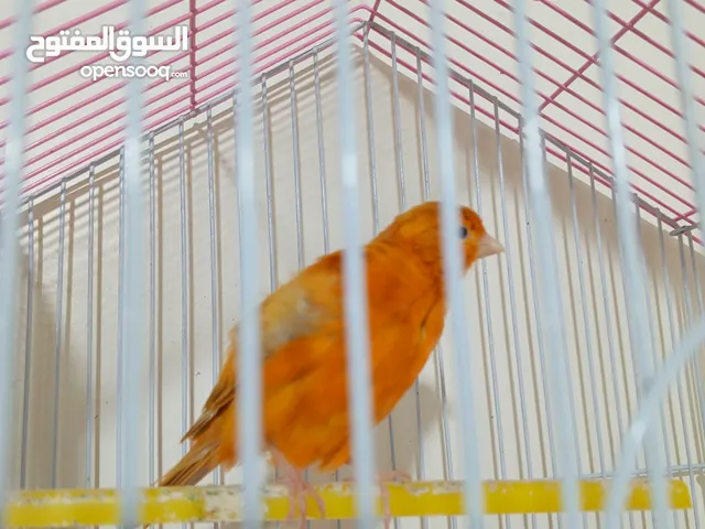 جوزين كناري للبيع جوز الفحل مشمشي والطيره كرويه مخلف مشمشي طيره بندوقه عوشك تجهز