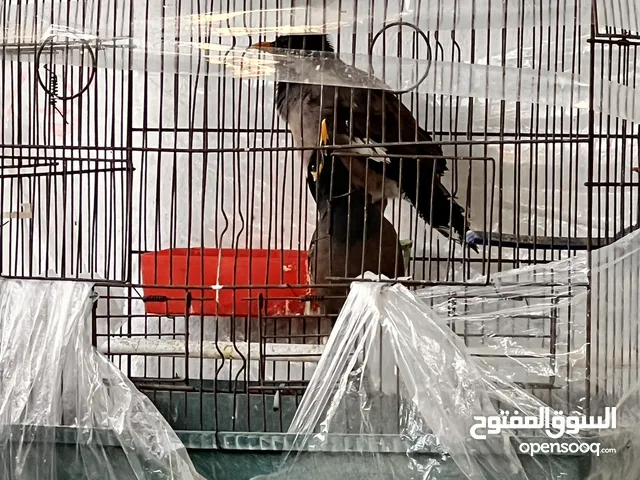 جوز طائر المينا اقرأ الوصف