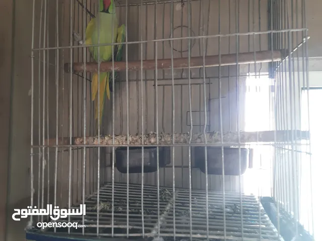 ببغاء الدرة و كوكتيل توب التوب أصوات مميزه
