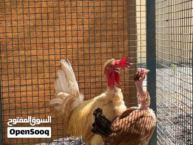 للبيع زوج ابو عنيق