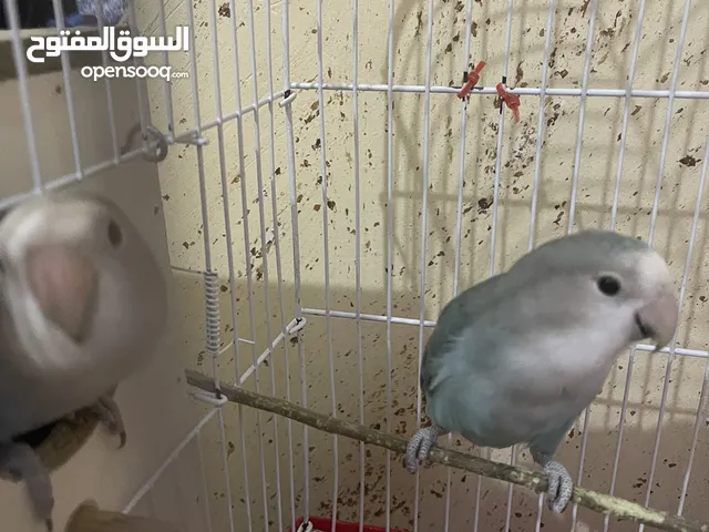 جوز روز اليفات مع كوخ و قفص