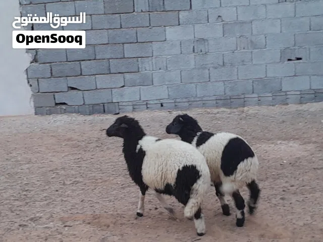 خروف وفطيمه خوت تؤام مشالله عمرهم ف5شهور ونص سليمات من العيوب.