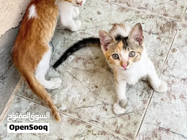 قطط للبيع أم شيرازيه وأب عادي