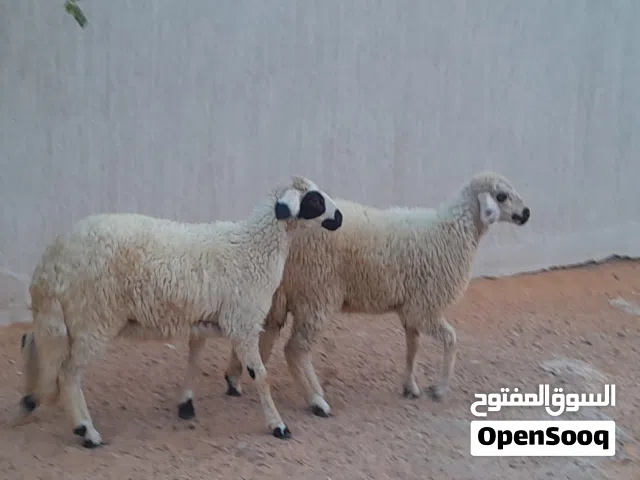 2فطايم توميات ربي يبارك عمرهم ف6شهور سليمات مشالله...