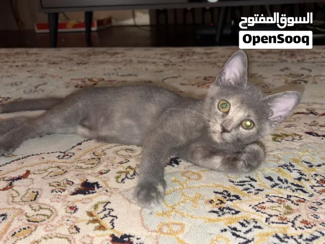 قطتين للتبني