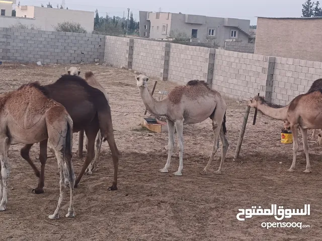 قعدان الكفرة