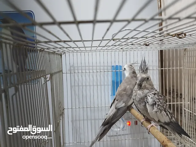 زوج كوكتيل انكليزي انتاج عراقي شرط التبزير والطيور يردن يبيضن مع الخانه والبياضه
