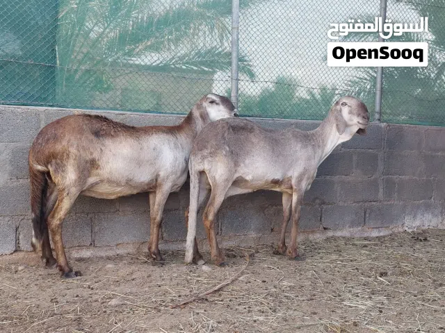 جعد سواكن صنف