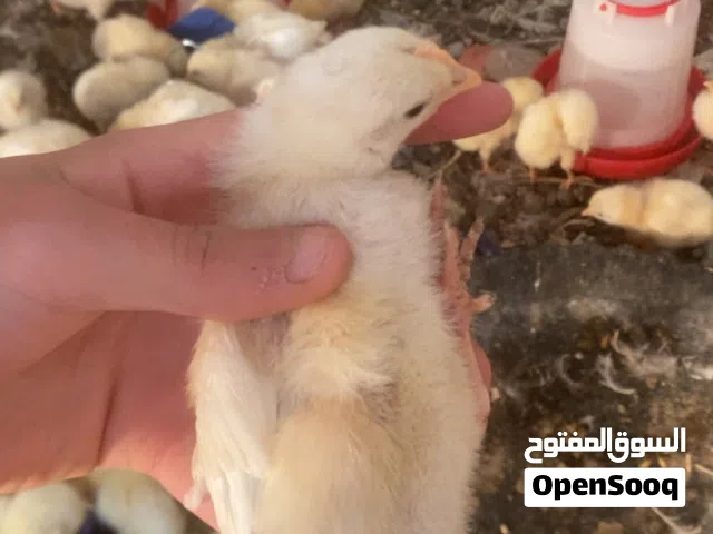 180صوص لاحم ابيض+30صوص لاحم ابيض