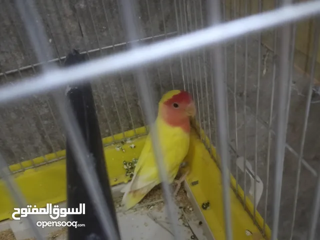 فحل روز ابو فراخ 15 دينار