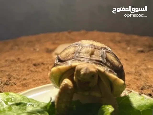 سلحفاة سولكاتا صغيرة ونشيطة