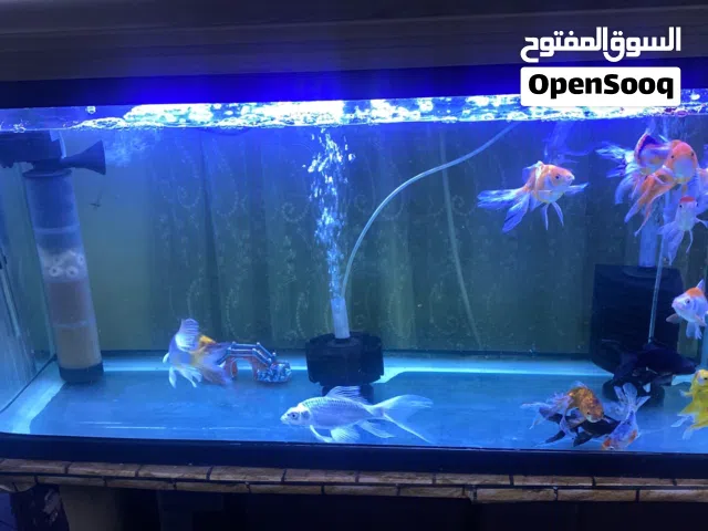 حوض واسماك للبيع