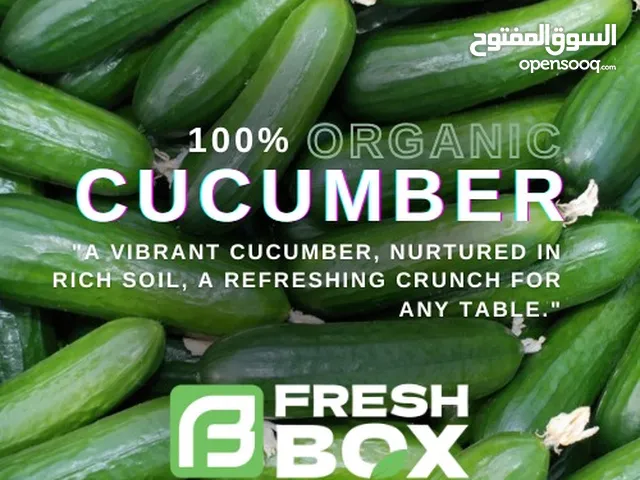 cucumber Direct farm  - خيار