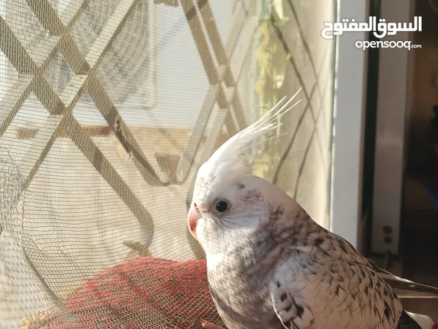 كوكتيل لون نادر