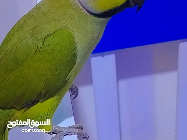 كلشي بلوصف