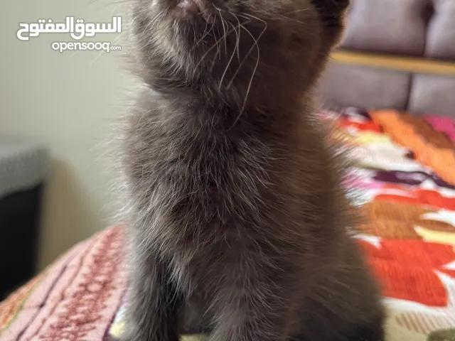 شكوتش فولد مستوى جميل الام و الاب بيور