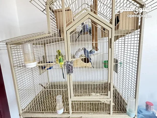 Buddies with fancy cage