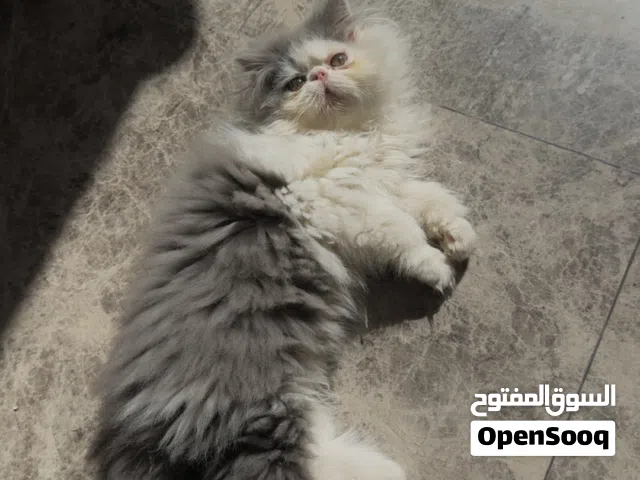 ذكر بيكي فيس زورار