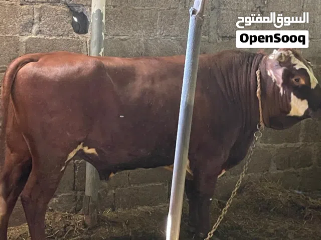 ثور عماني تهجين جيرسي