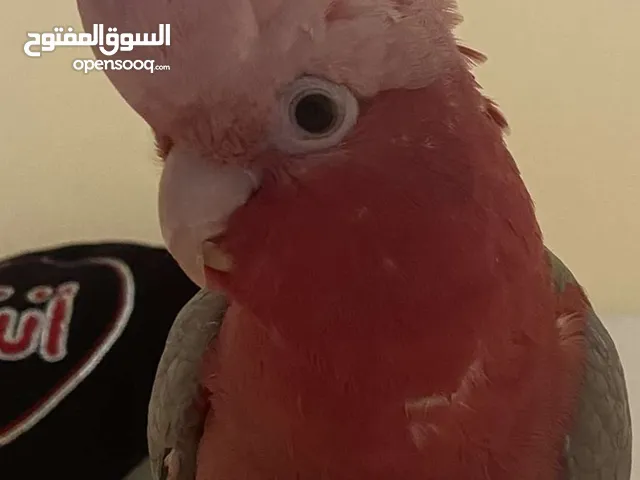 البغبغاء الوردي والرمادي/Eolophus roseicapilla
