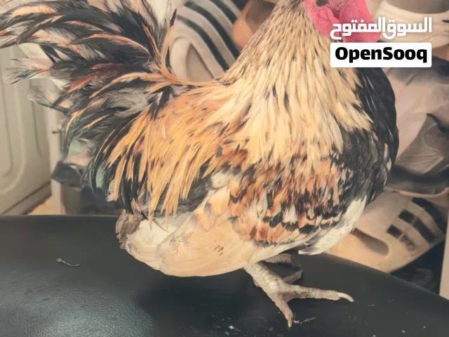 ديج اسباني للبيع