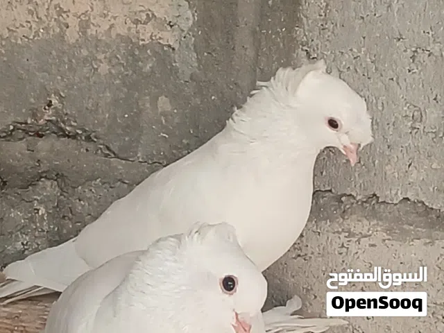 زوج حمام  مزاويج طيرة وفحل مكفولات من كلشي عارضهن بيهن مجال