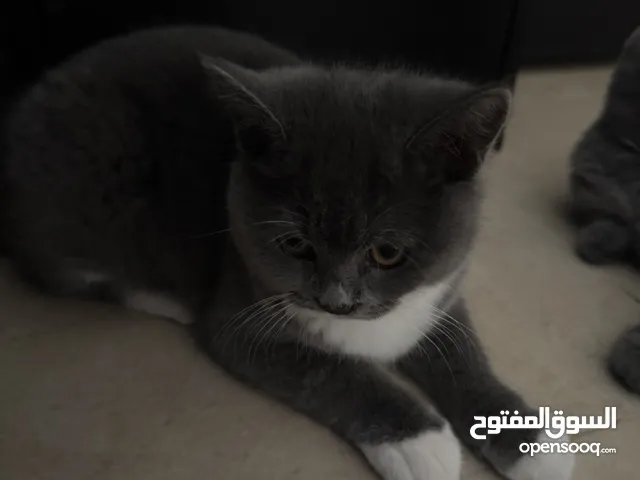 بريتش شورت هير عمر 4 شهور - British short hair 4 months