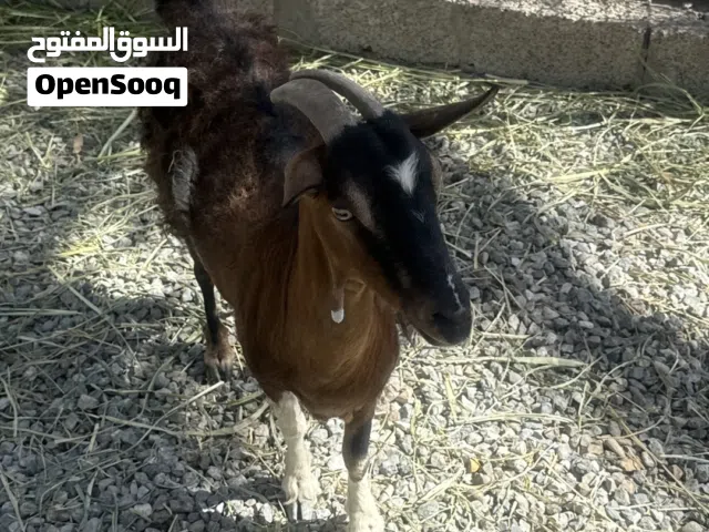 غنم للبيع بلجمله