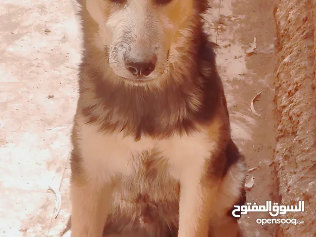 كلب هاسكي اسود